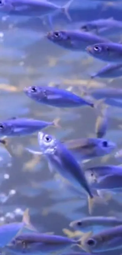 Vibrant school of blue fish swimming gracefully.