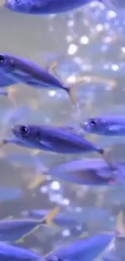 Blue schooling fish swimming in clear water.