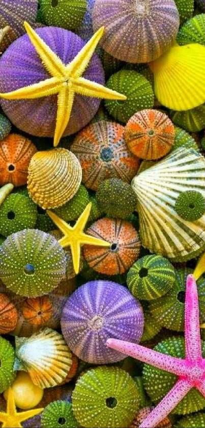 Colorful starfish and sea urchins mobile wallpaper.