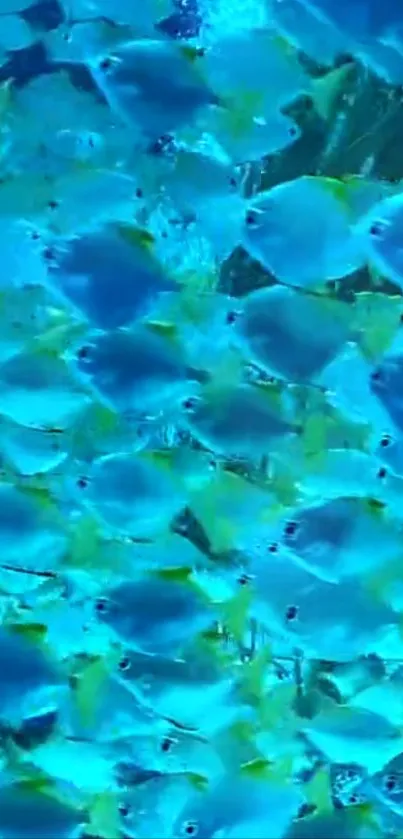 A vibrant school of colorful tropical fish swimming underwater.