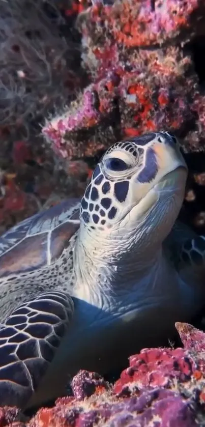 Colorful sea turtle in a coral reef environment.