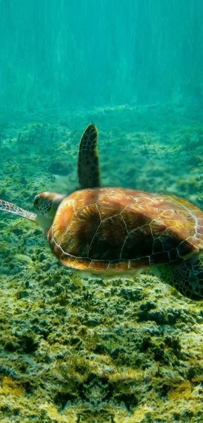 Vibrant sea turtle swimming underwater in clear turquoise waters.