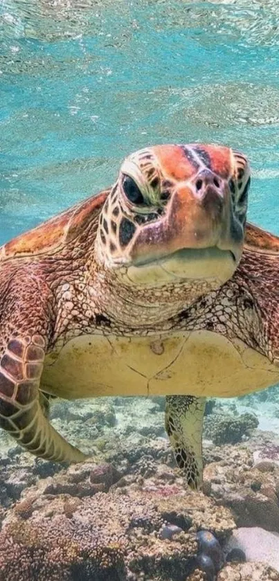 Sea turtle swims over colorful coral reef.