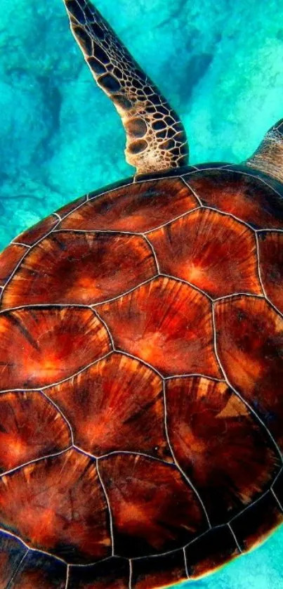 Top view of a sea turtle swimming in clear turquoise water.