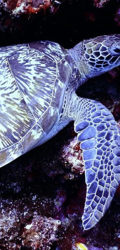 Vibrant sea turtle in coral reef background.