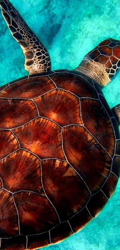 Vibrant sea turtle swimming in turquoise ocean waters, perfect for nature wallpapers.