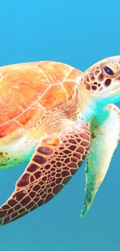 A vibrant sea turtle swimming in clear blue ocean waters, showcasing stunning marine life.