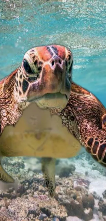 Sea turtle swimming underwater, displaying vibrant colors.