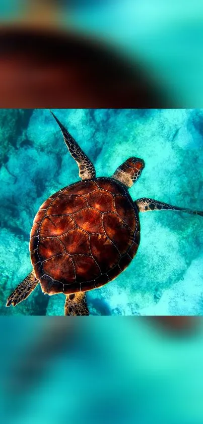 Sea turtle swimming over vibrant aqua ocean floor.