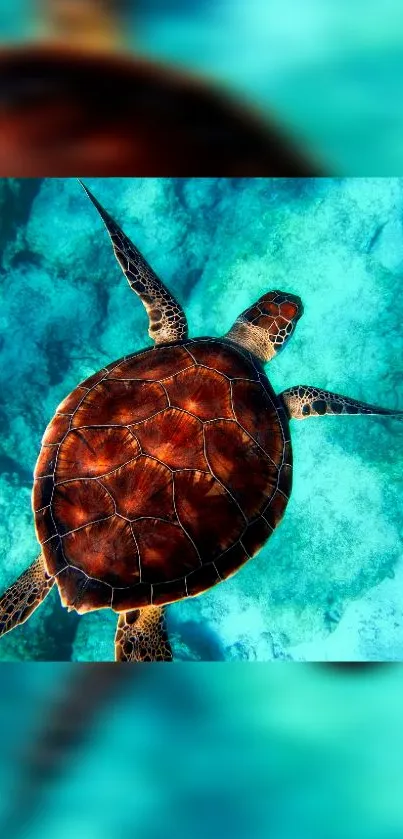 Vibrant sea turtle swimming in turquoise waters.