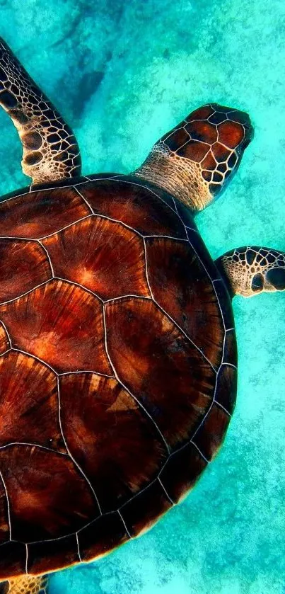 Vibrant sea turtle swimming in turquoise ocean waters.