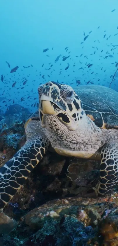 Sea turtle explores coral reef with backdrop of vibrant fish.