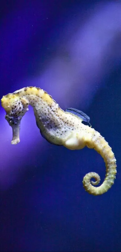 Vibrant seahorse on a purple background mobile wallpaper.