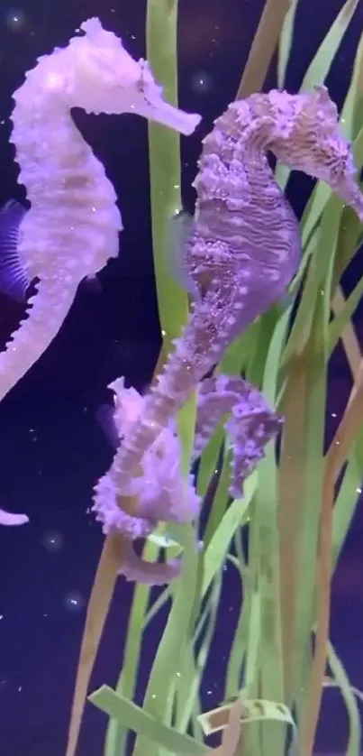 Two seahorses swimming among green plants.