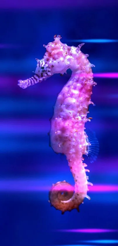 Vibrant pink seahorse on deep blue background, perfect for phone wallpaper.