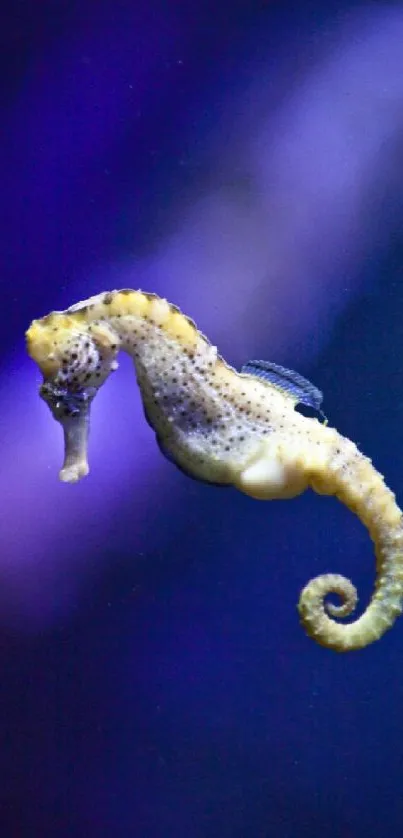 Vibrant seahorse against a deep blue background on mobile wallpaper.