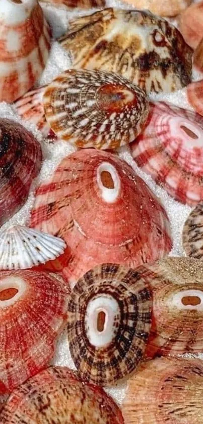 Collection of colorful seashells on sand background.