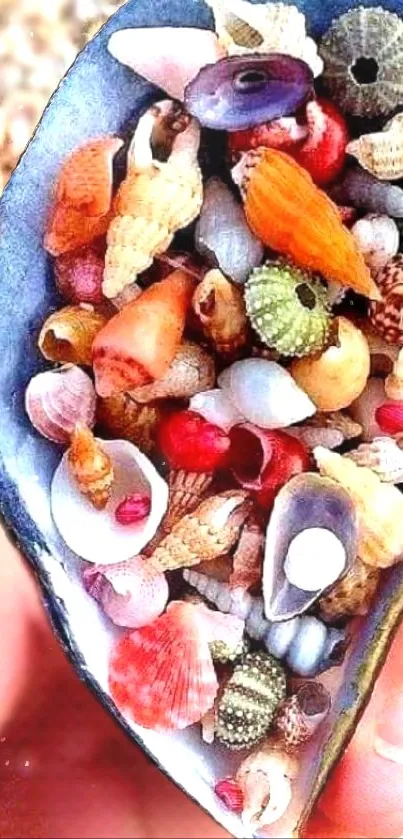 Colorful assortment of seashells in a shell.