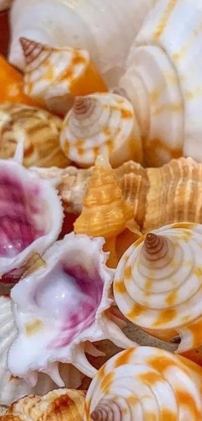 Mobile wallpaper with vibrant seashells in orange and white hues.