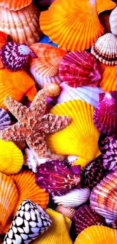 Colorful seashells wallpaper with vibrant orange hues.