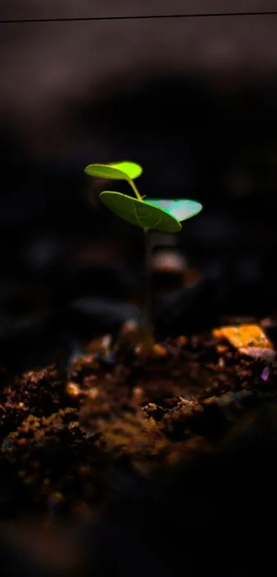 Close-up of a green seedling sprouting from dark soil in a minimalist style.