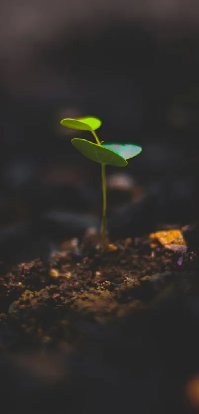 A lone green seedling sprouting from dark, rich soil in a minimalist design.