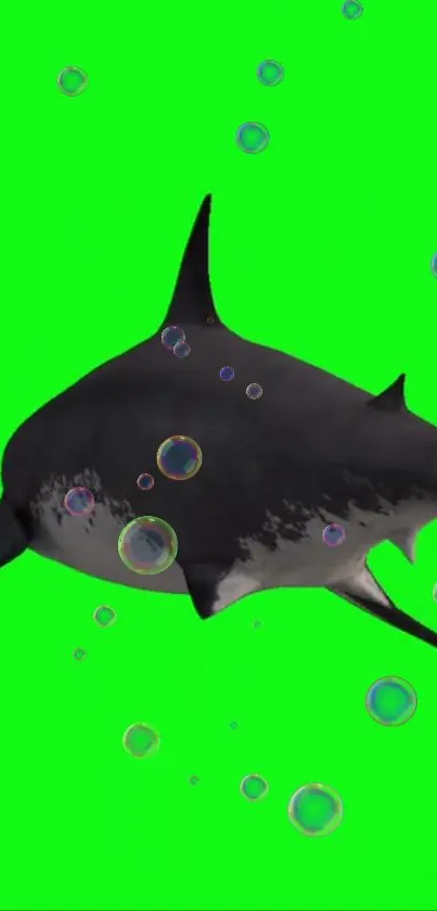 Shark with bubbles on vibrant green background wallpaper.