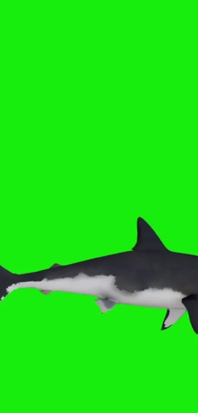 A shark swimming across a bright green background on a phone wallpaper.