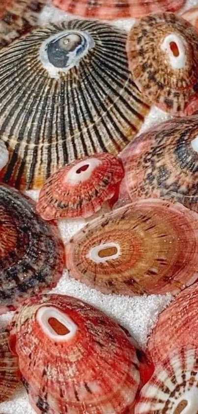 Close-up of colorful seashells on sandy beach.