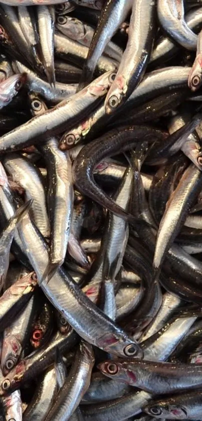 Close-up of a vibrant silver fish pattern design.