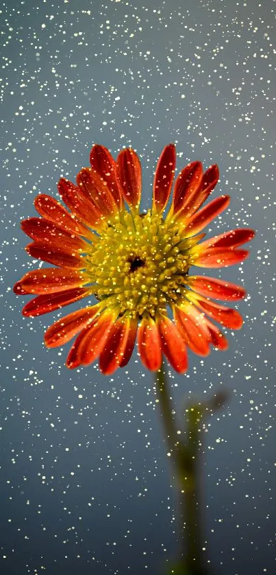 Close-up of a vibrant red flower with blurred background.