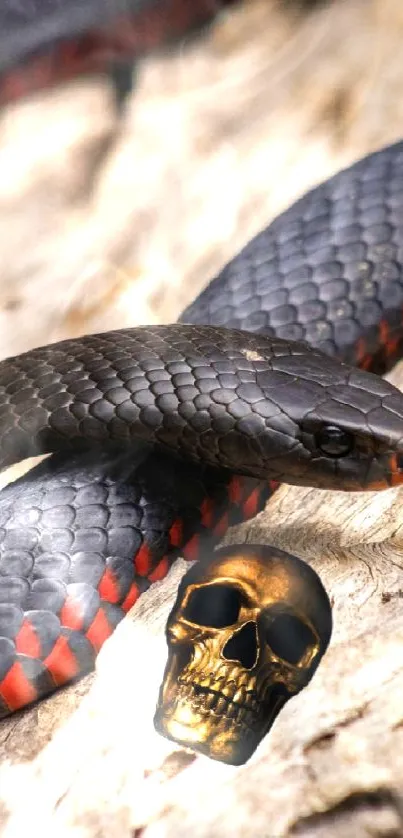 Black and red snake wrapping around a golden skull on wood texture.