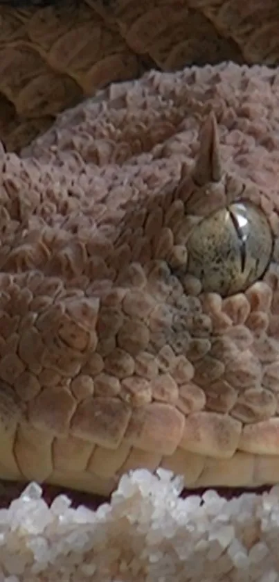 Close-up image of a snake in detailed texture and natural colors.