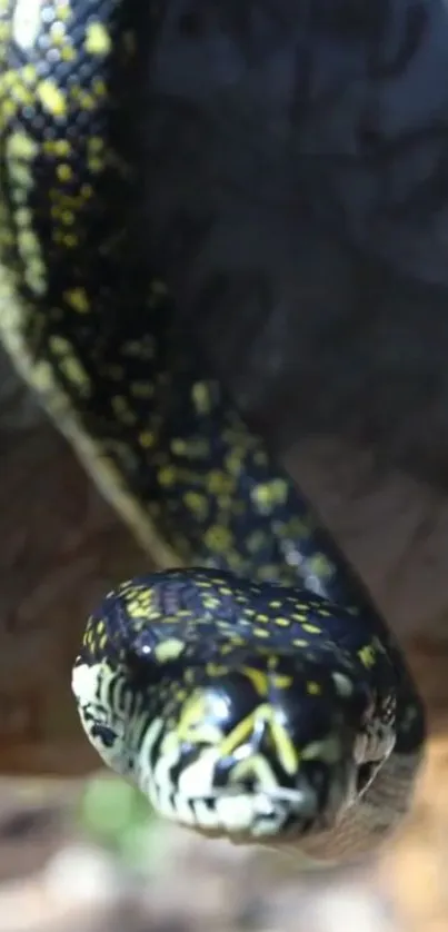 Close-up of a vibrant snake with striking colors and patterns.