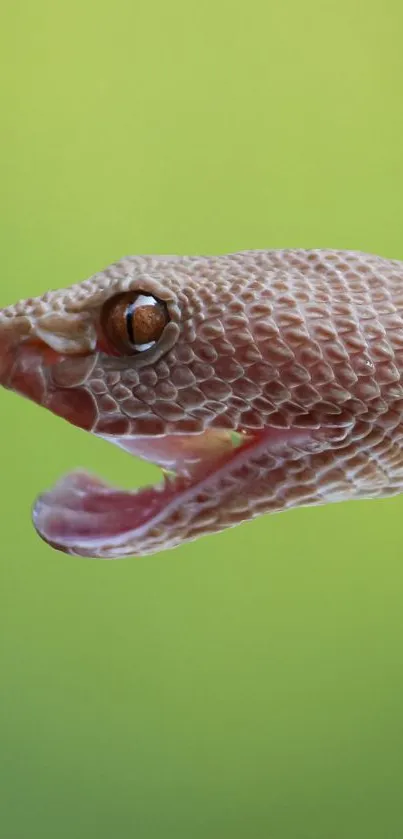 Close-up of a snake against a green background, showcasing detailed scales.