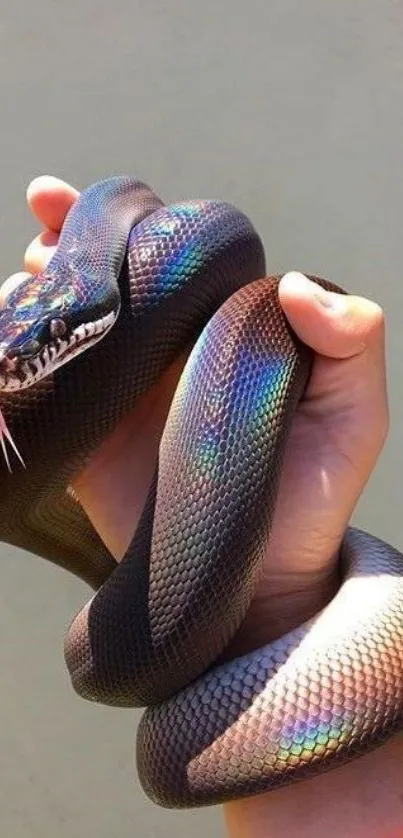 A snake with iridescent scales held gently in a person's hand.