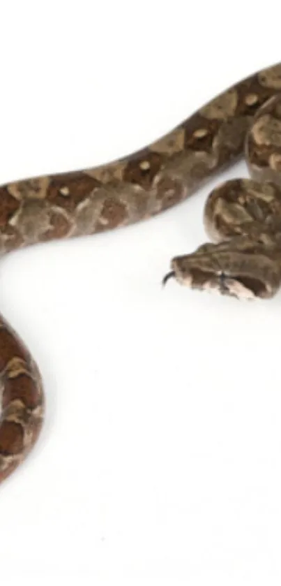 Brown snake coiled on a stark white background.