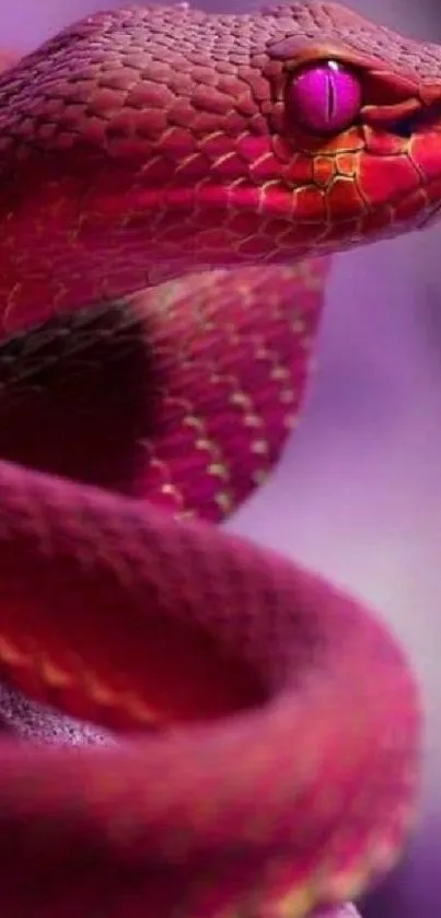 Vibrant pink snake coiled in artistic focus.