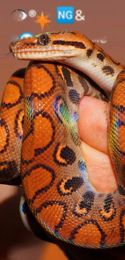 Close-up of a colorful snake on a hand.