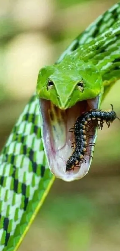 Green vine snake with prey captured close-up in the wild.