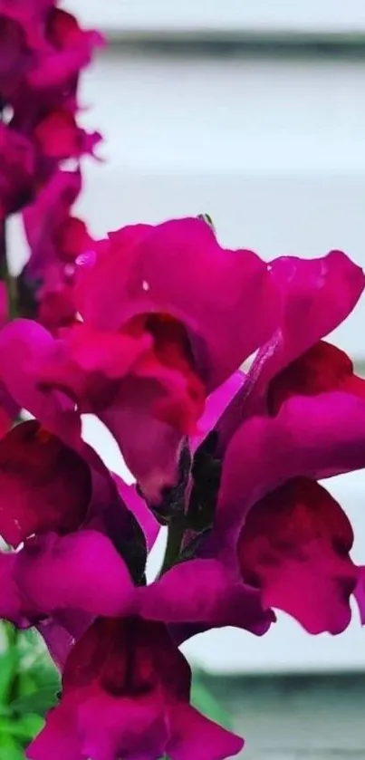 Magenta snapdragon flower in full bloom on phone wallpaper.