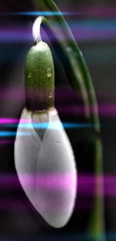 Snowdrop flower with vibrant colors on dark background.