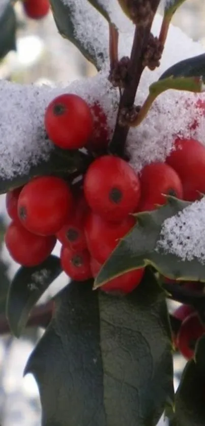 Close-up of red holly berries with green leaves and snow.