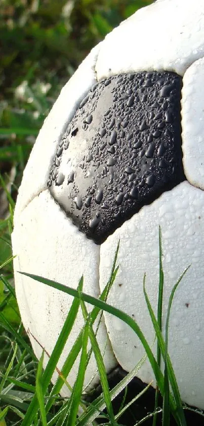 Dewy soccer ball on lush green grass, perfect for sports fans.