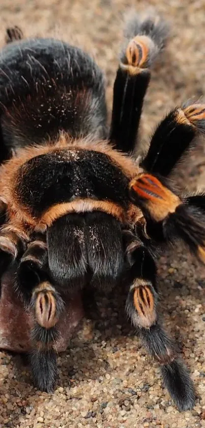 Close-up of a tarantula on a sandy background.