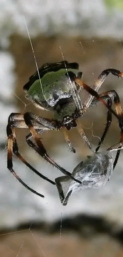 Close-up of a spider on its web in a nature setting, showcasing intricate details.