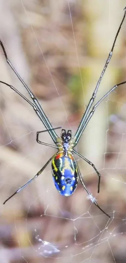 Vibrant spider perched on its intricate web.