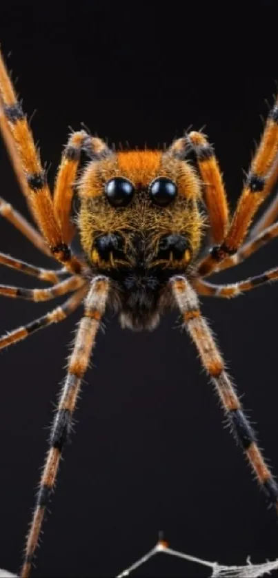 Macro photo of a vibrant spider on a dark background.