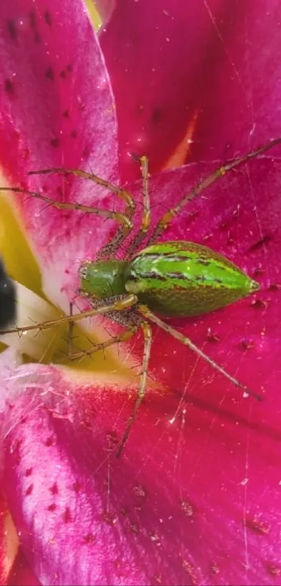 Green spider sitting on a vibrant pink flower petal.