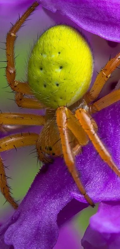 Yellow-green spider on purple petals, vibrant nature wallpaper.